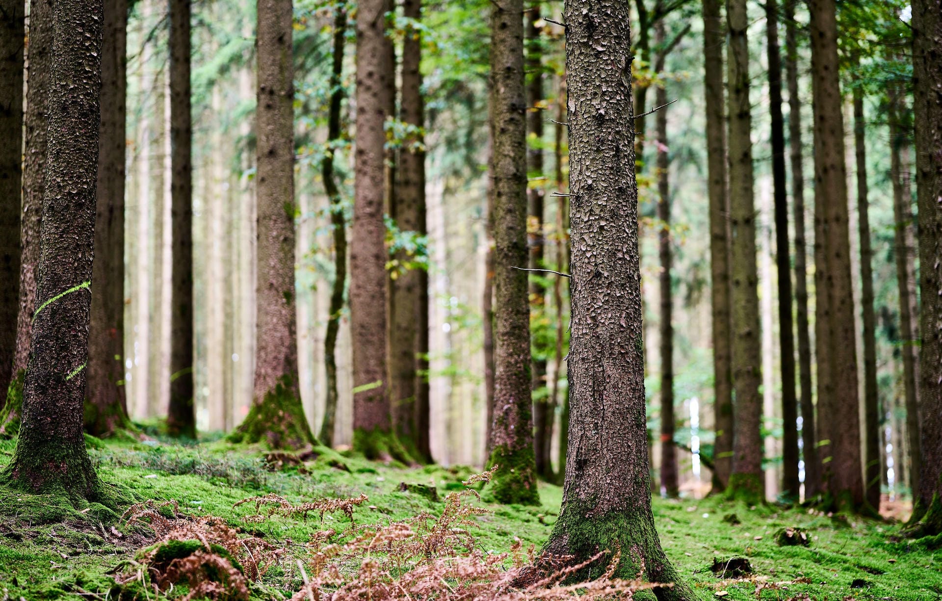 Bäume im Wald