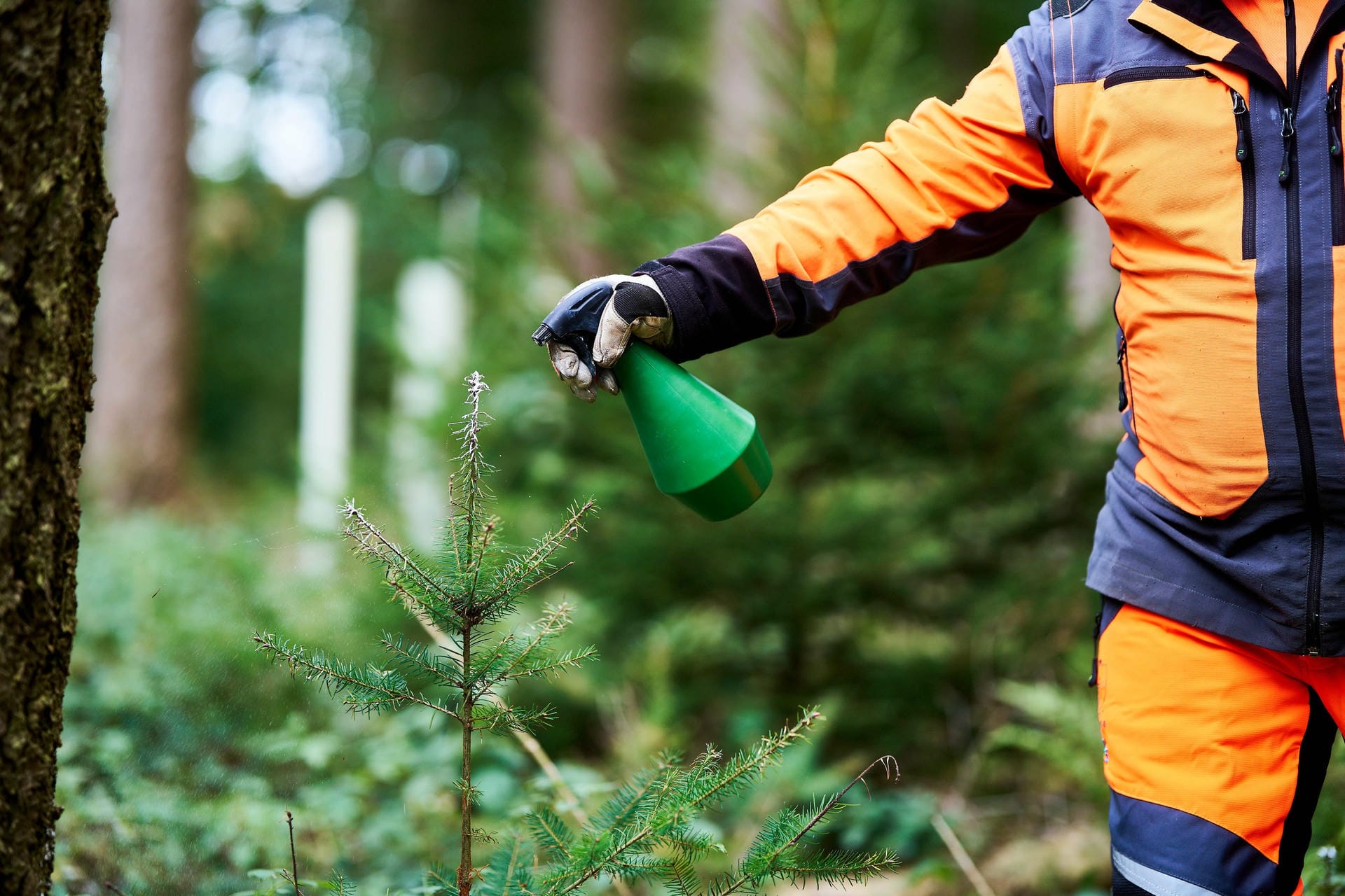 Baumpflegemittel wird aufgesprüht